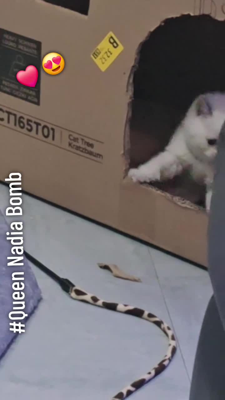 British Shorthair cats for sale: BRITISH SHORTHAIR PEDIGREE - FIRST LITTER - Video 2