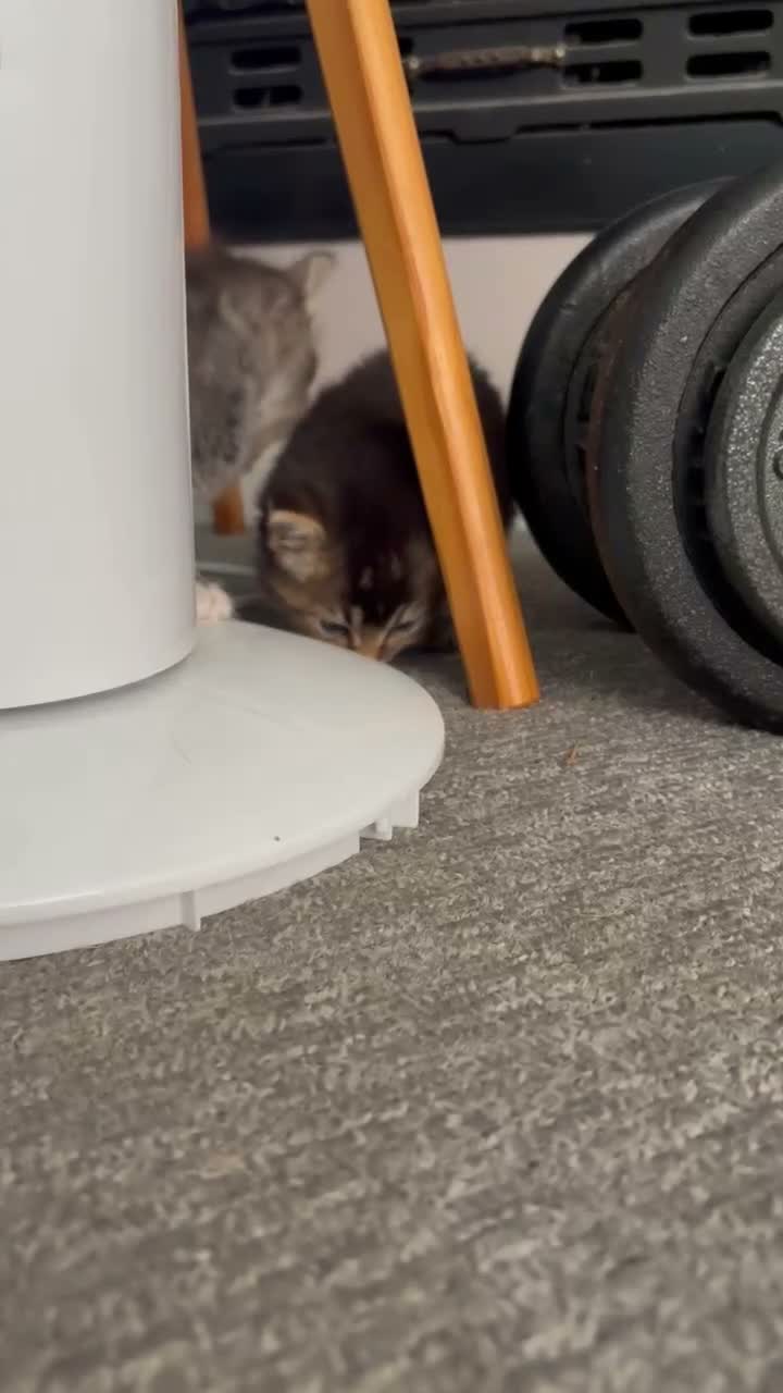 Mixed Breed cats for sale: Beautiful Girl and Boy kitten  - Video 1