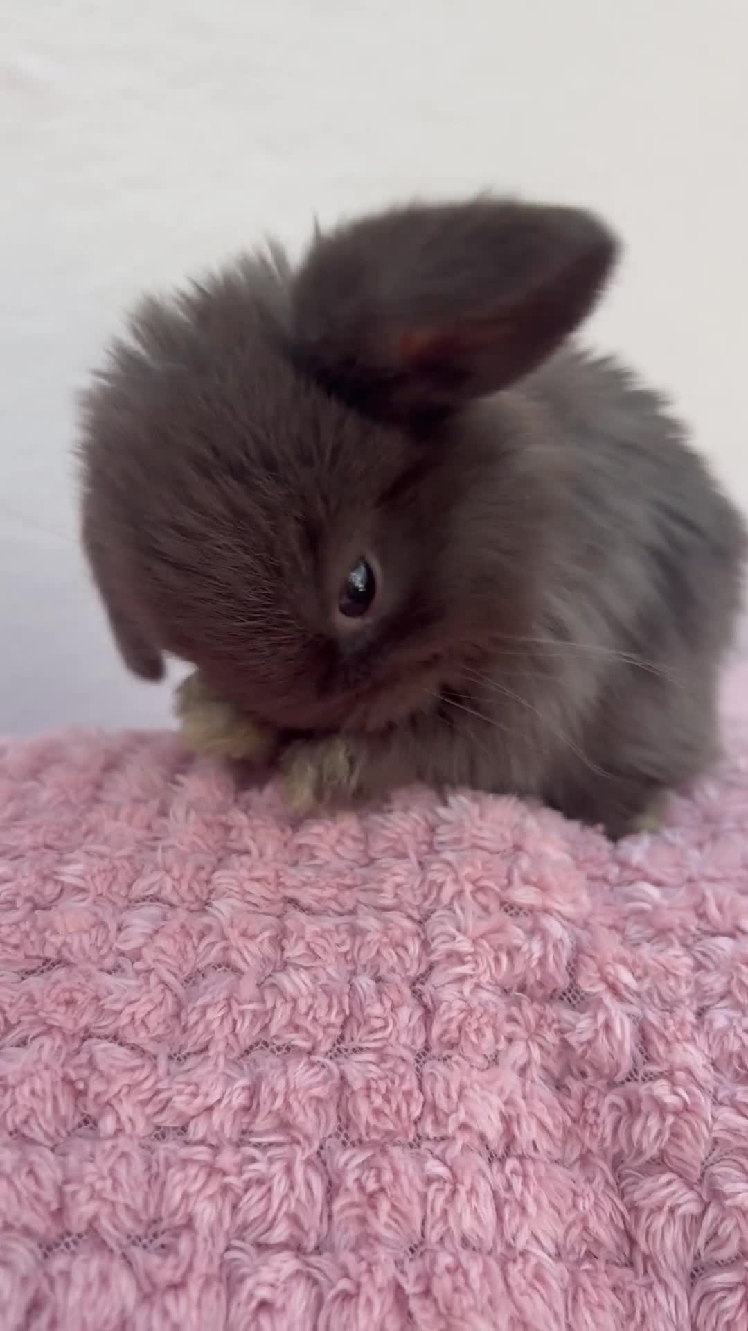 Mini Lop rabbits for sale: Mini lops-raised indoors-vaccinated  - Video 1