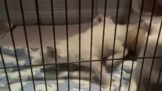 British Shorthair cats for sale: BRITISH SHORTHAIR KITTENS - Video 1