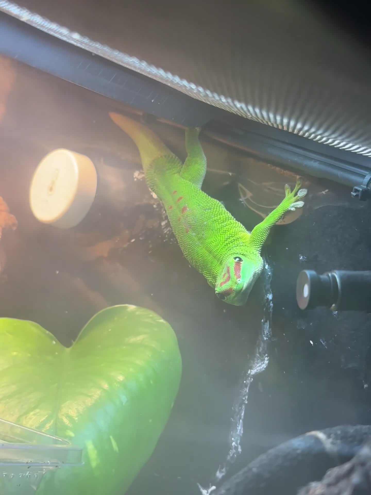 Gecko reptiles for sale: Pair Breeding Giant Madagascan Day Gecko (HighRed) - Video 4