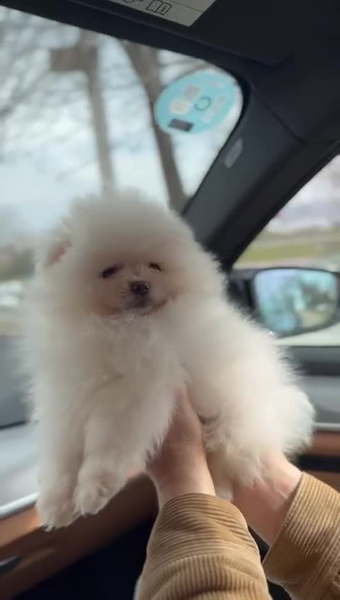 Pomeranian dogs for sale: This fluffy miracle is waiting for a new family😇 in Hounslow - Video 2