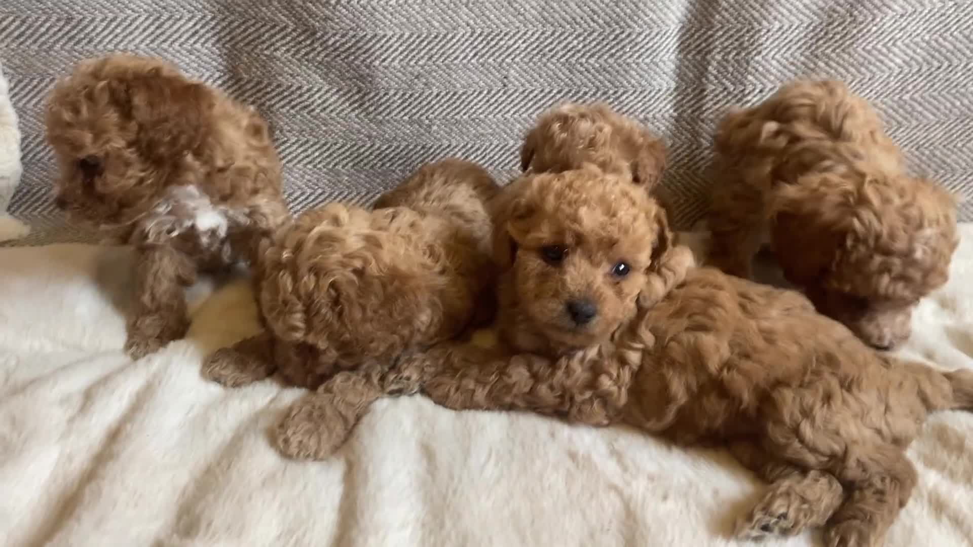 Maltipoo dogs for sale: RARE Tiny F1B Asian maltipoo puppies - Video 4