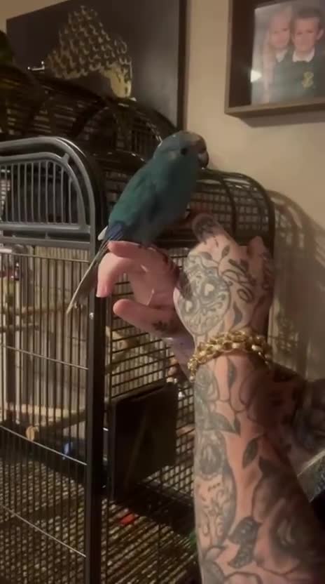 Parakeets birds for sale: 2 kakariki parakeets  in Wolverhampton - Video 1