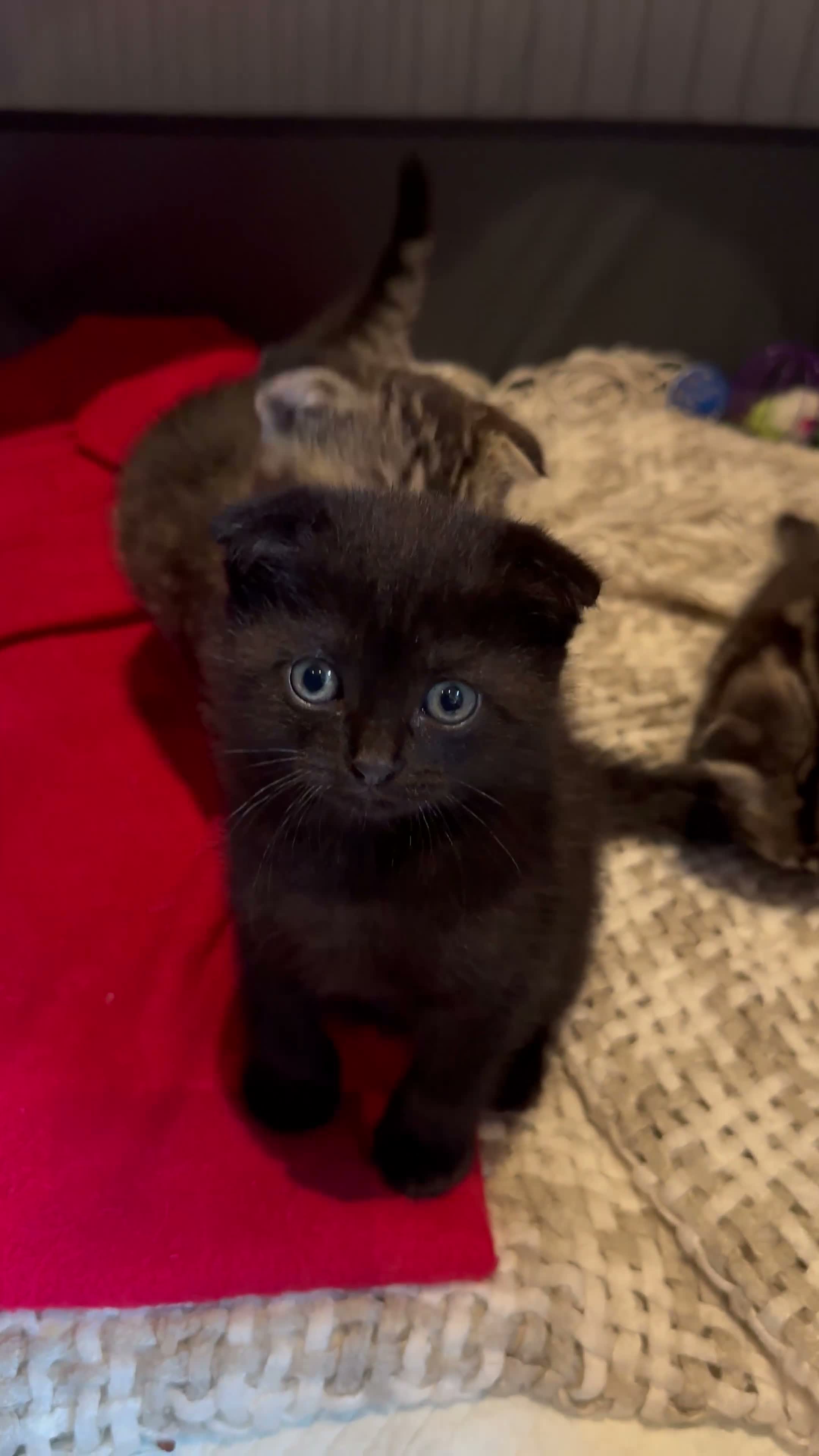 Mixed Breed cats for sale: Folded ears 2 boys kitten  - Video 1