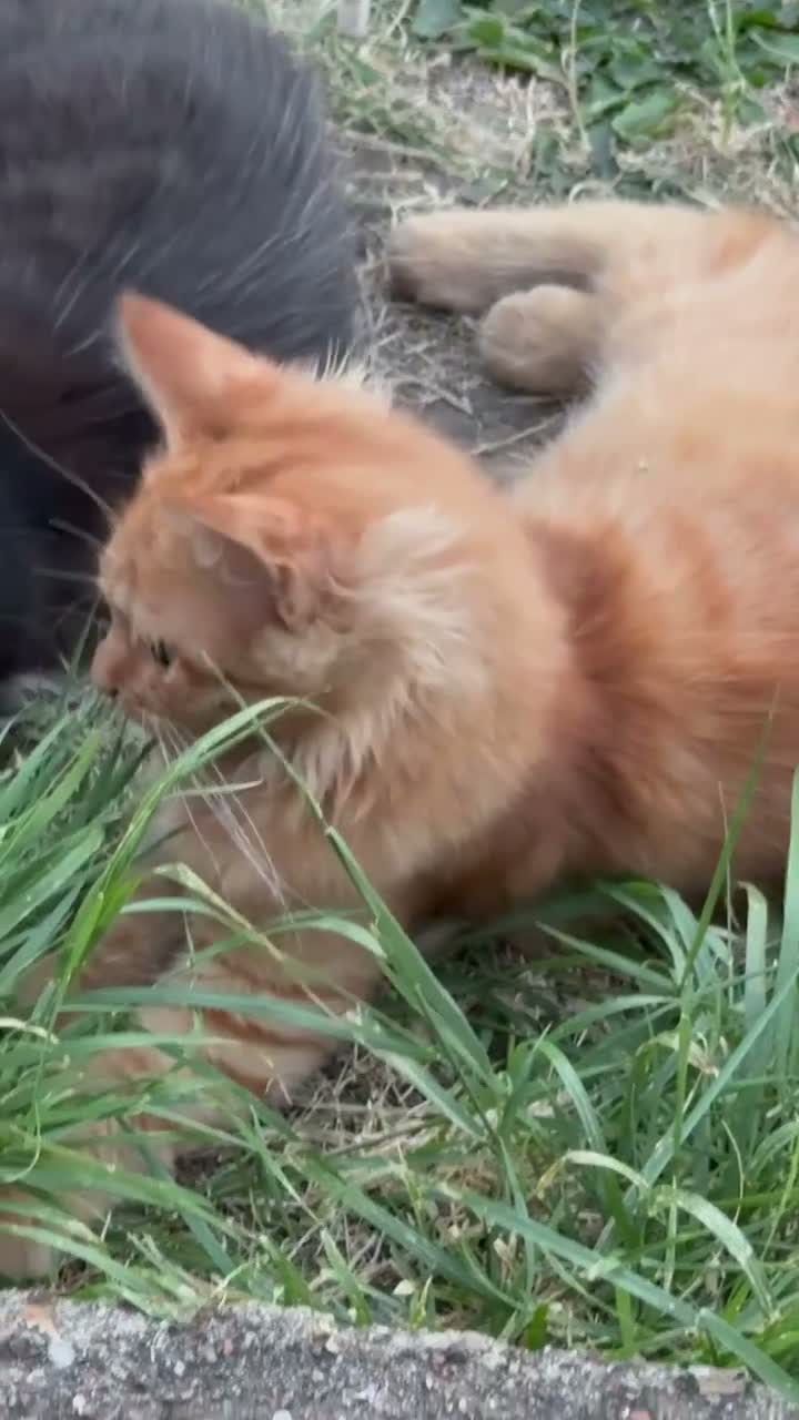 Mixed Breed cats for sale: Mainecoon cross - Video 2