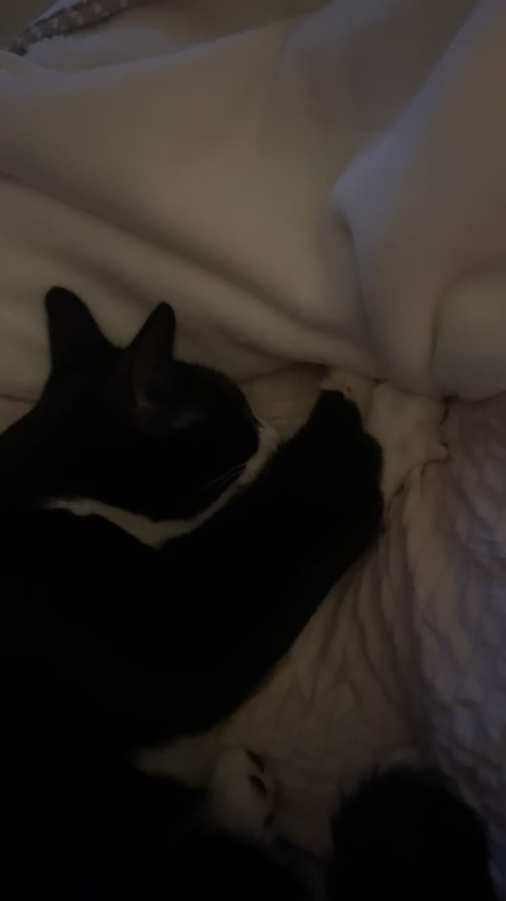 Mixed Breed cats for sale: Willow & Milo🩵 - Video 1