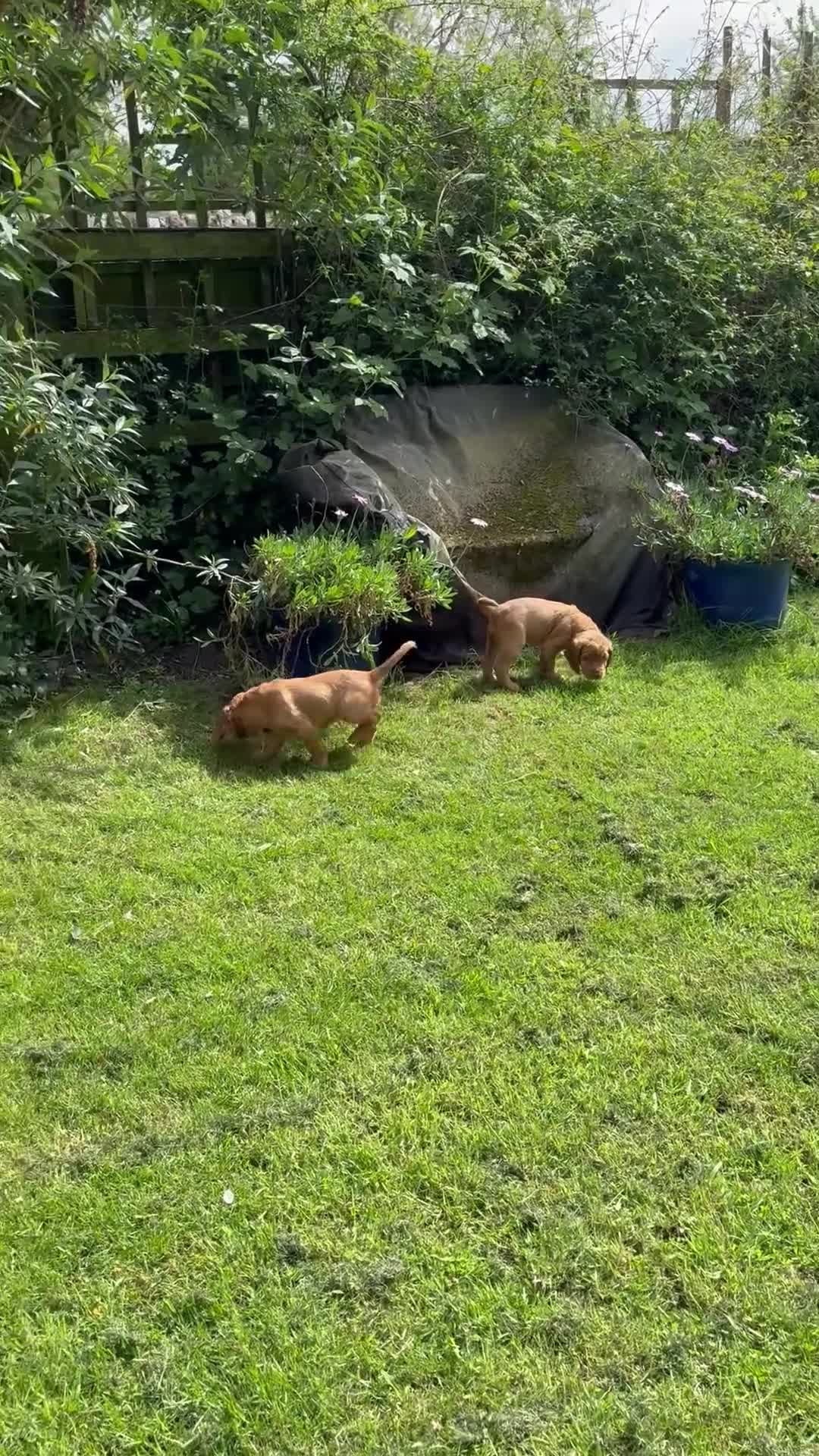 Cocker Spaniel dogs for sale: Two adorable Kc reg boys looking for new homes - Video 1