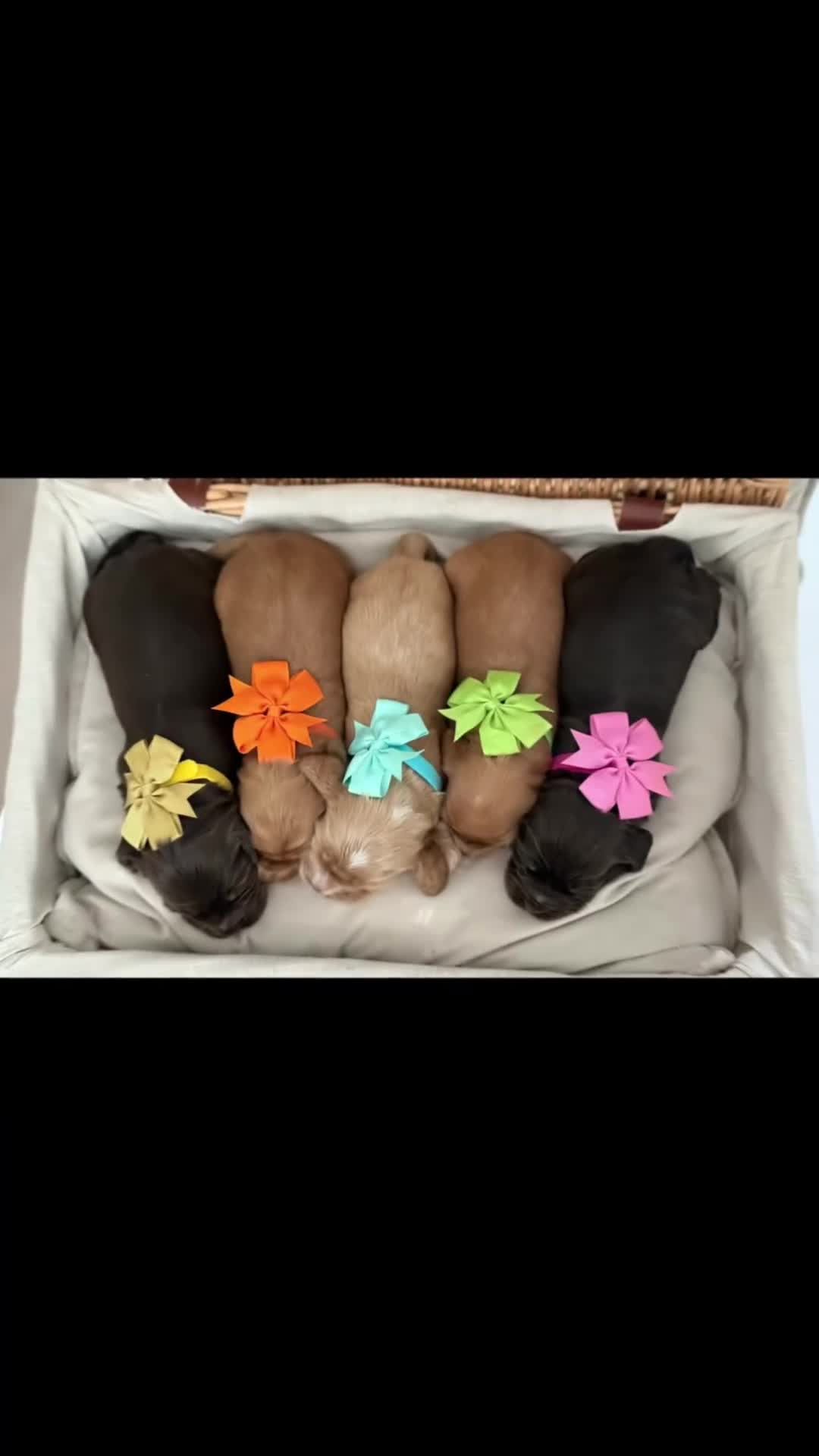 Cocker Spaniel dogs for sale: Show type cocker spaniels in Shipley - Video 1