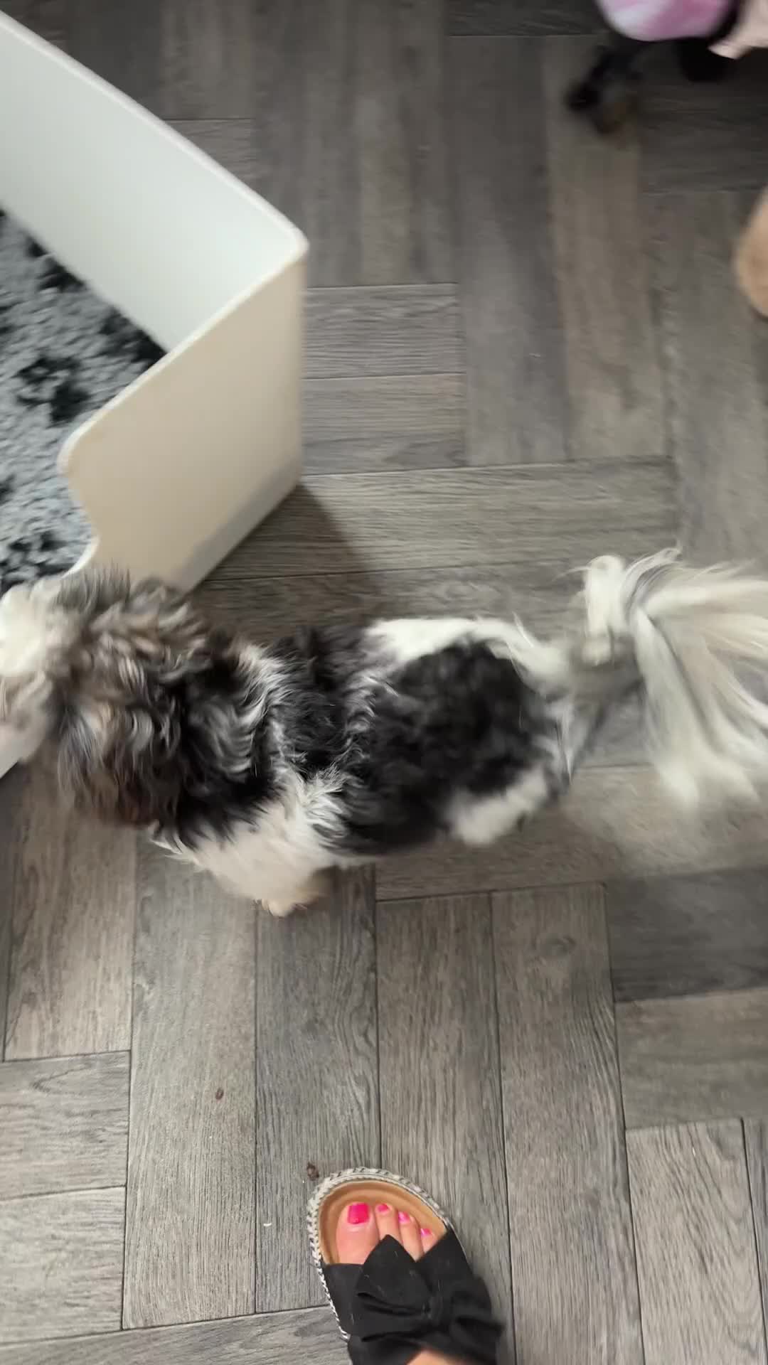 Chorkie dogs for sale: Miniature chorkies  in Ripley - Video 1