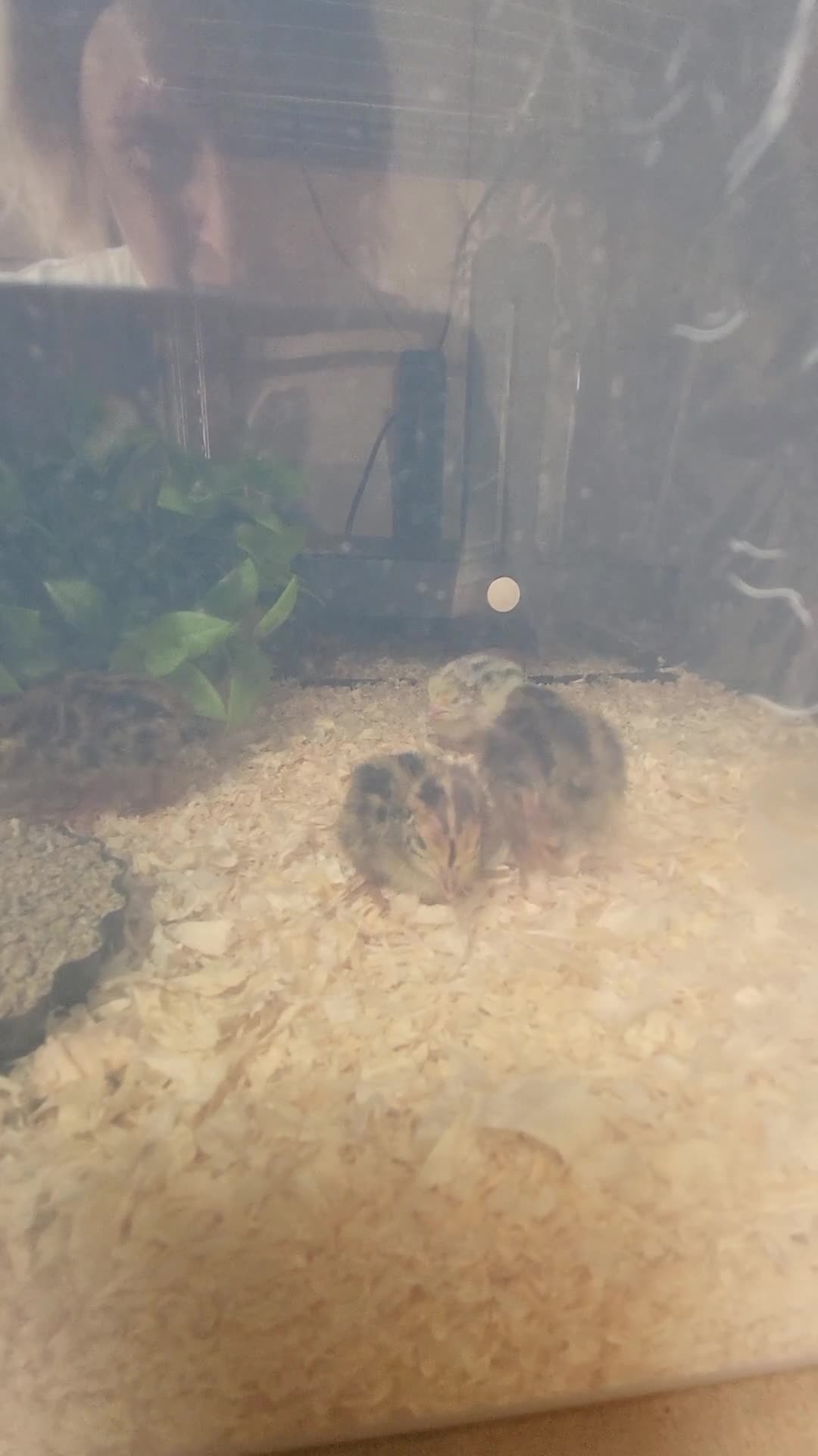 Quail poultry for sale: Courtnix quail - Video 1