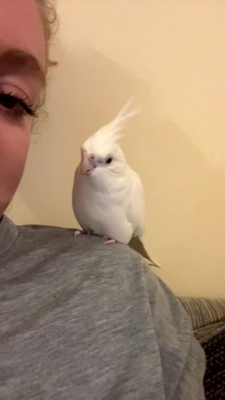 Cockatiels birds for sale: 2 Cockatiels for Sale with cage  - Video 1