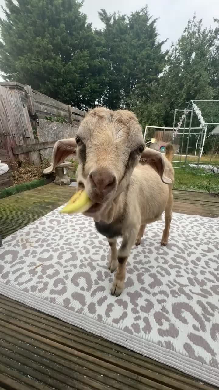 Goats livestock for sale: Billy goat - Video 2