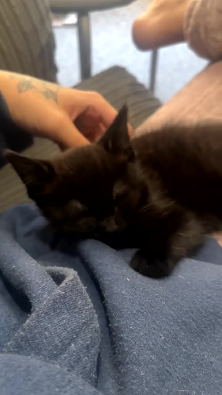 Domestic Shorthair cats for sale: Black domestic kitten  - Video 1