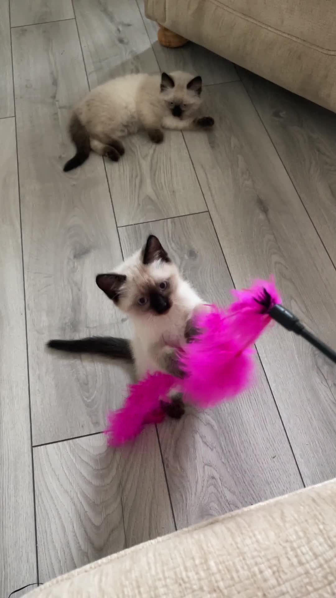 Siamese cats for sale: Beautiful Blue-Eyed Siamese-Type Boy Kitten - Video 1