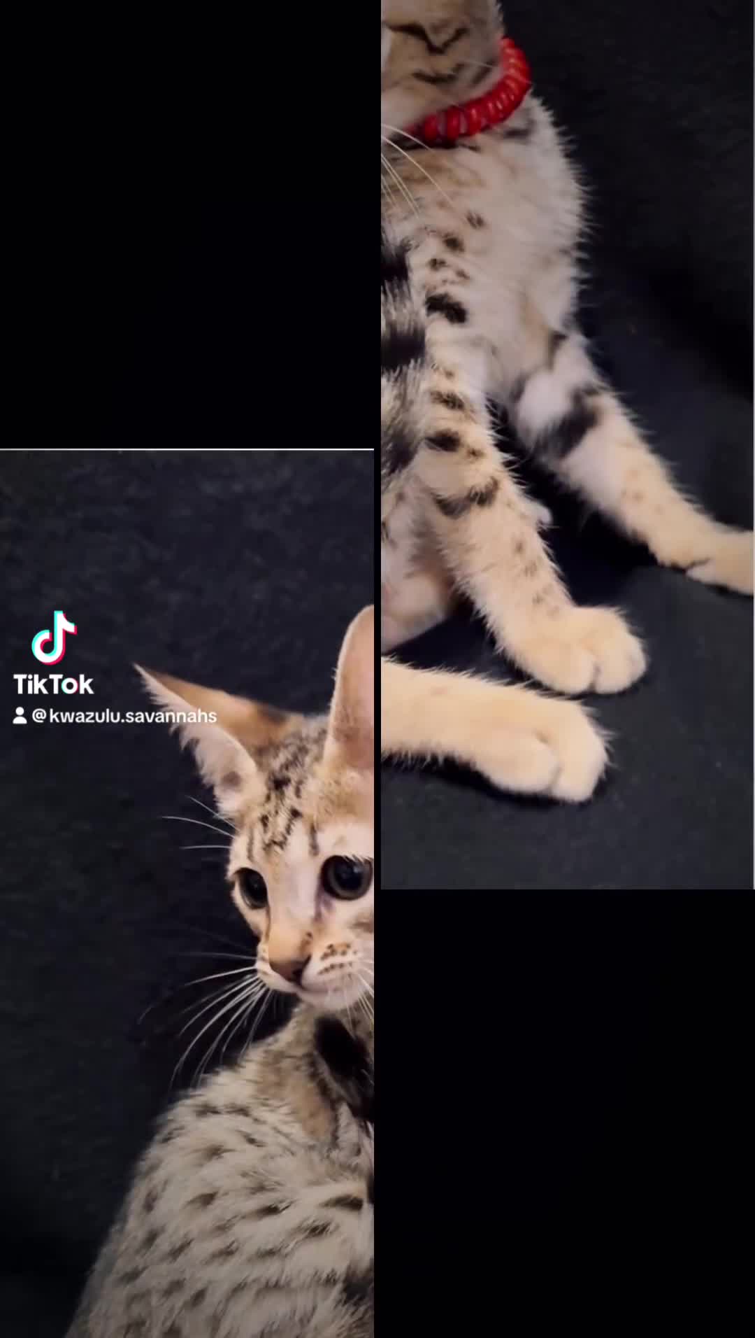 Savannah cats for sale: 12 Weeks Old 5*! -Exceptional Quality Tica Registr - Video 3