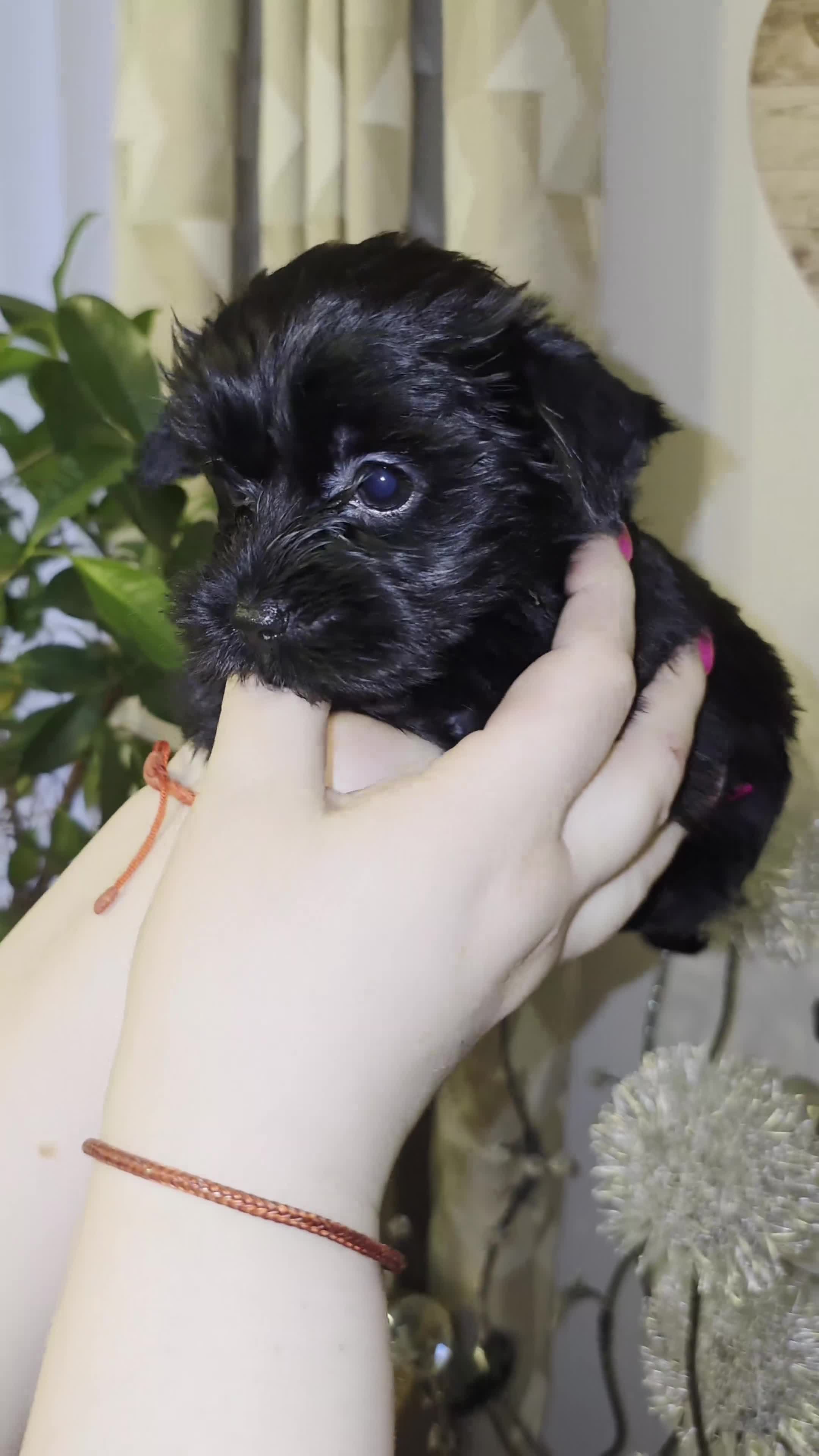 Yorkshire Terrier dogs for sale: Yorkshire Terrier Puppies Ready Now - Video 2