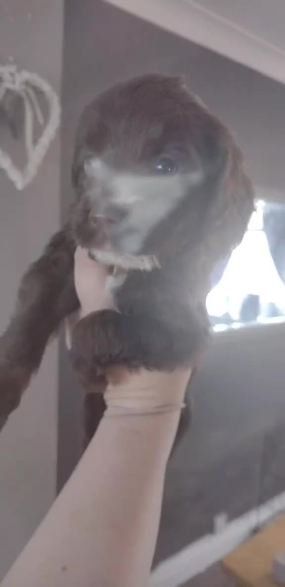 Field Spaniel dogs for sale: Spaniel puppies  - Video 1
