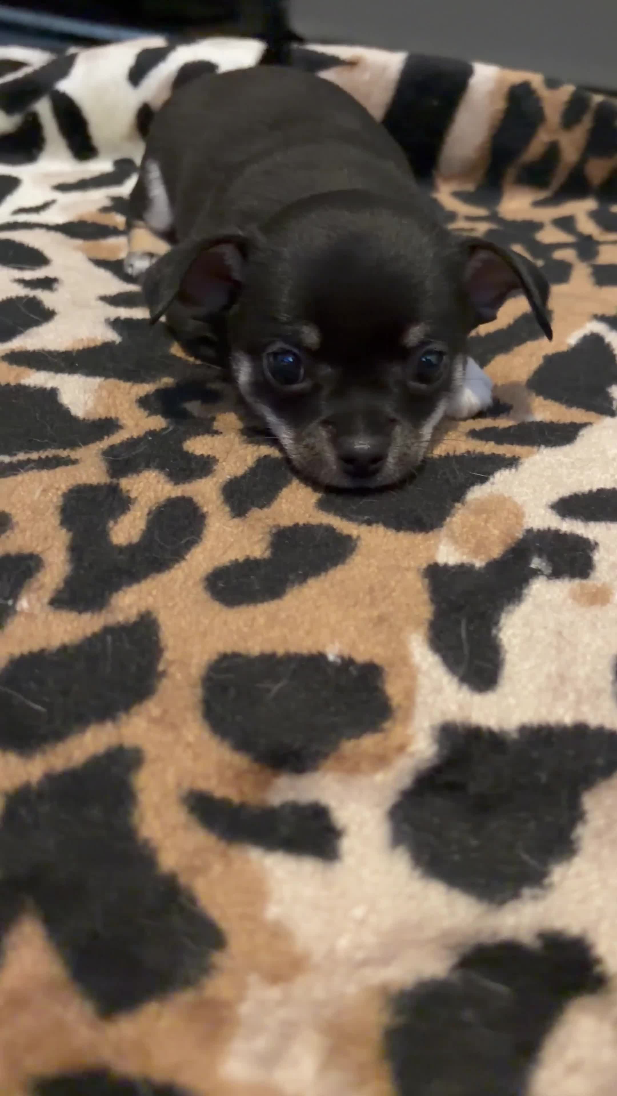 Chihuahua dogs for sale: Chihuahua puppies for sale  - Video 1