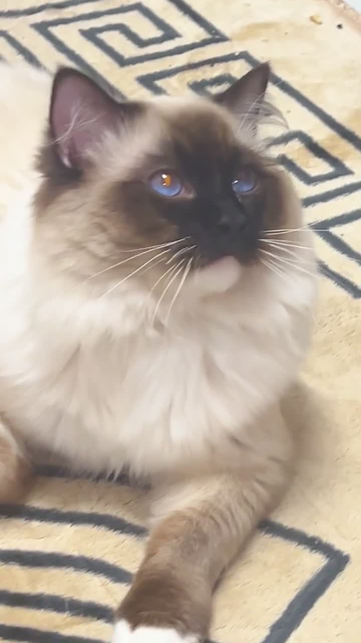 Ragdoll cats for stud: Bright blue eye ragdoll stud only special offer 💥 - Video 2