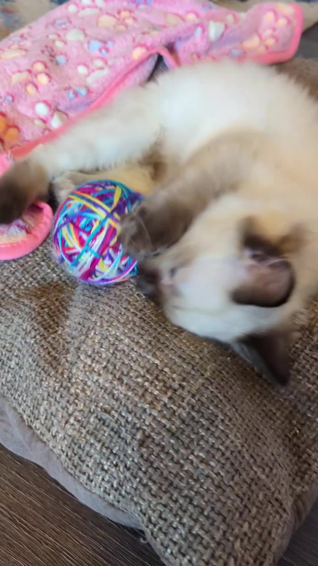 Ragdoll cats for sale: 🩵💖🩵READY FOR MY NEW HOME🥹🩵💖🩵  - Video 2