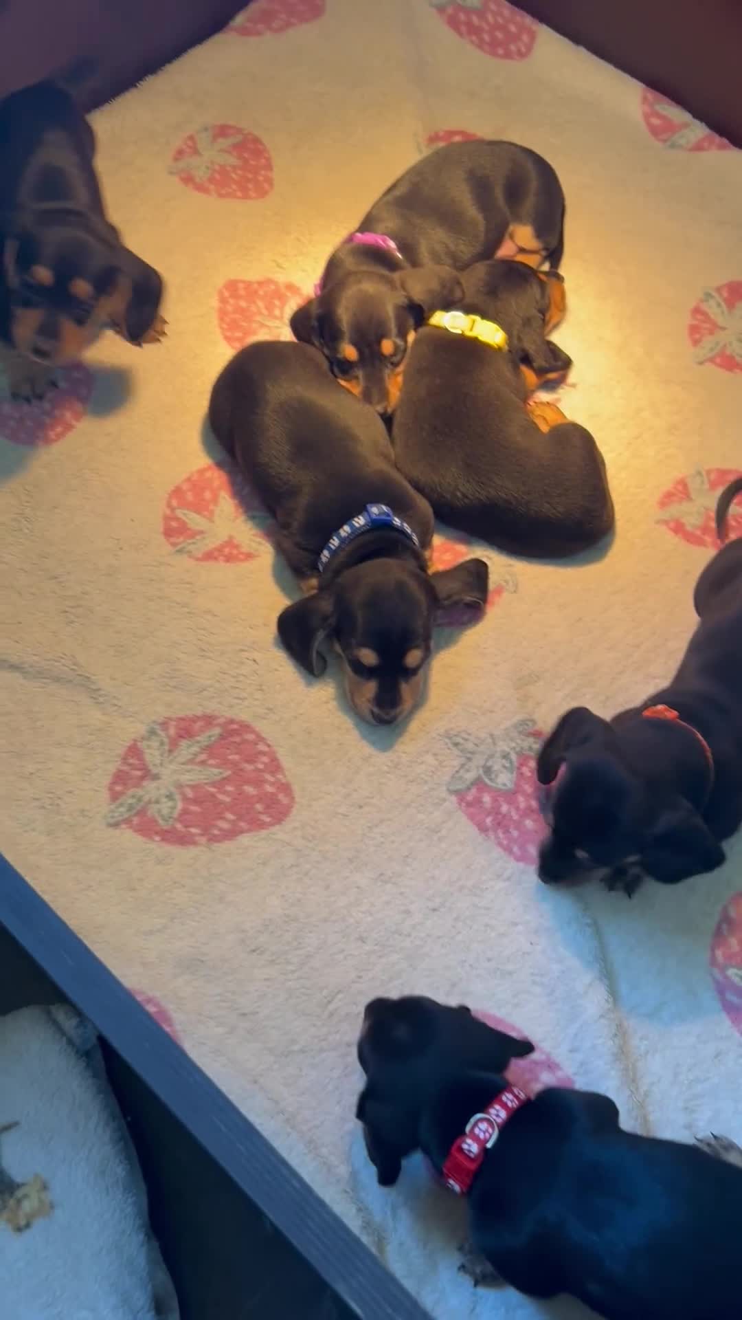 Dachshund dogs for sale: Dachshund pups  - Video 1
