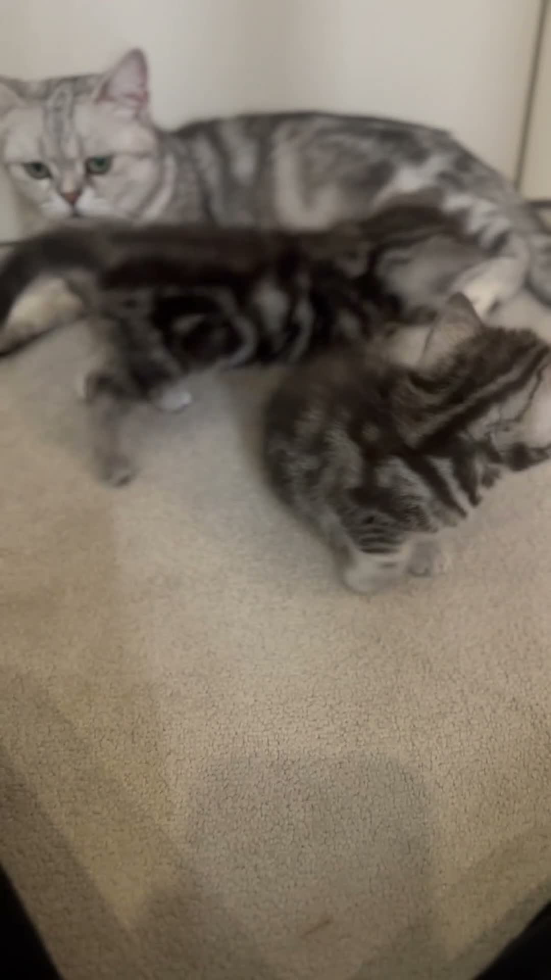 British Shorthair cats for sale: British shorthair tabby chinchilla cross kitens  in Bicester - Video 1