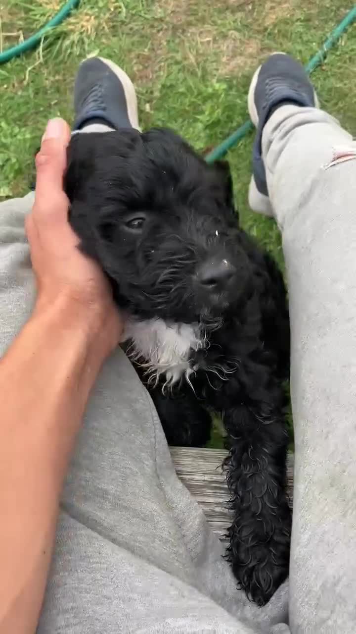 Cockapoo dogs for sale: F1 cockapoo pups. JUST 2 LEFT READY NOW !! - Video 1