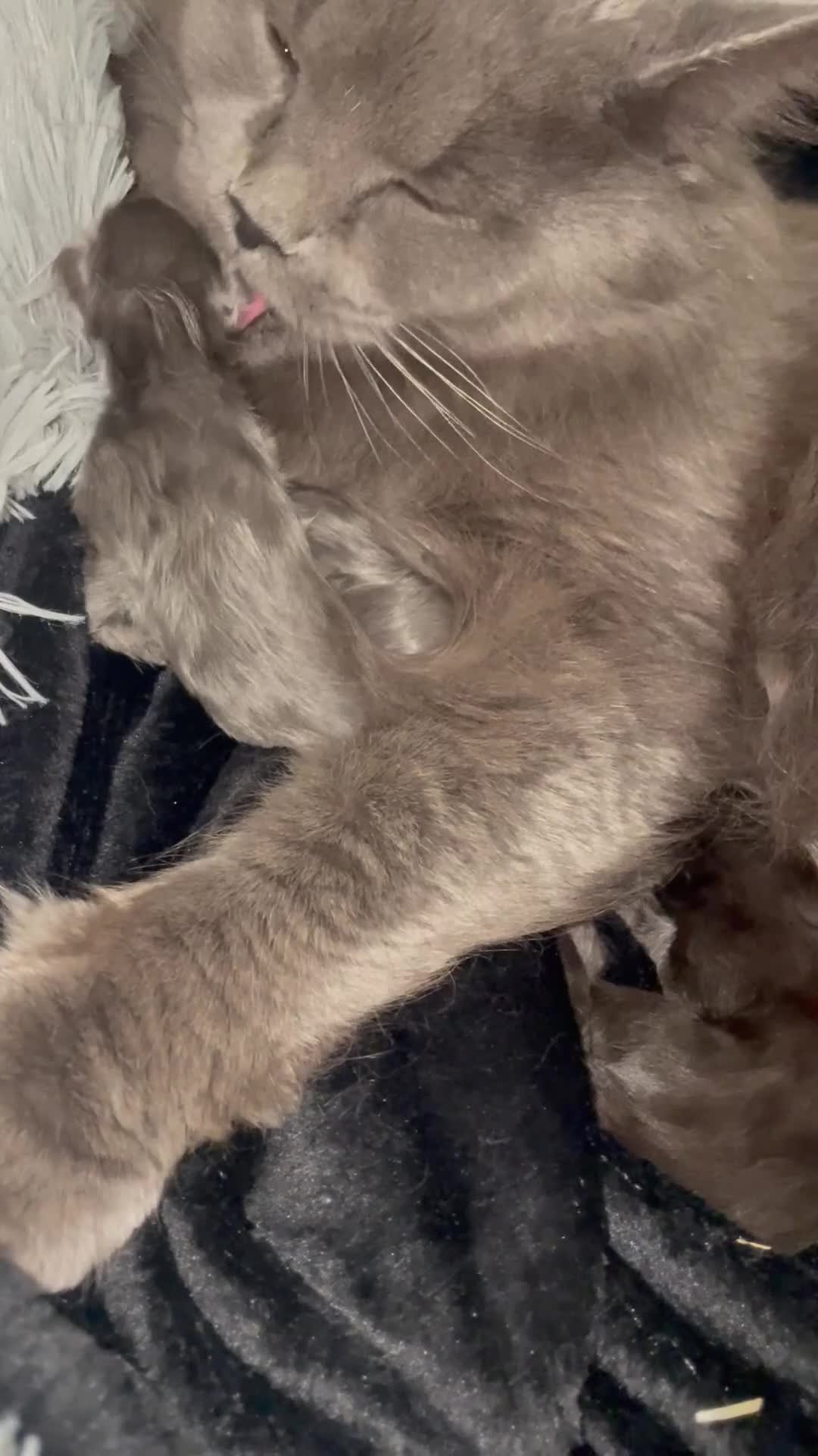 Maine Coon cats for sale: Giant Russian Mainecoons Kittens - Video 2