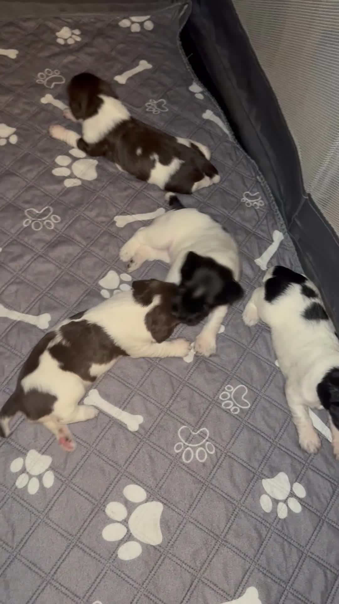 English Springer Spaniel dogs for sale: 🐾 KC Registered Working Springer Spaniel Puppies  - Video 2