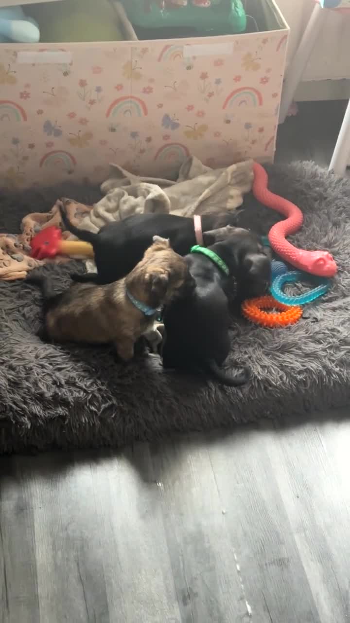 Mixed Breed dogs for sale: French x chiweenie in Newcastle upon Tyne - Video 2
