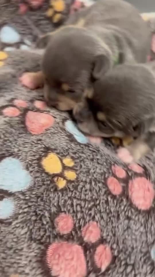 Chihuahua dogs for sale: Chihuahua  - Video 1