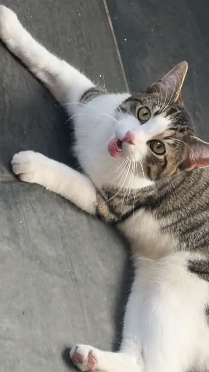 Mixed Breed cats for sale: *£0* 2 cats. Brother and sister  - Video 2