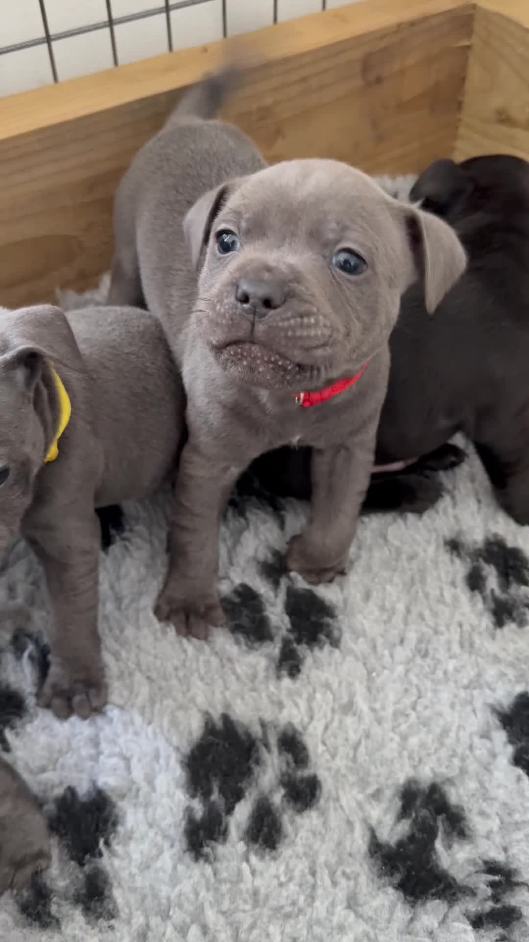 Staffordshire Bull Terrier dogs for sale: Staffy pups, KC reg, excellent pedigree  - Video 1