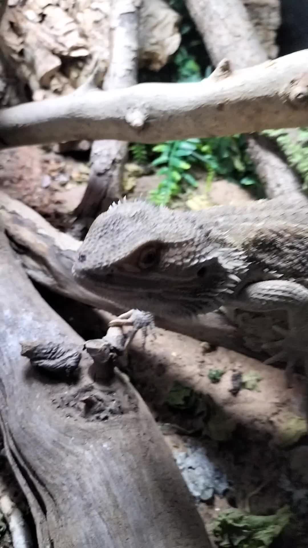 Bearded Dragon reptiles for sale: Male Bearded Dragon + 4x2x2 Vivarium in Leeds - Video 2