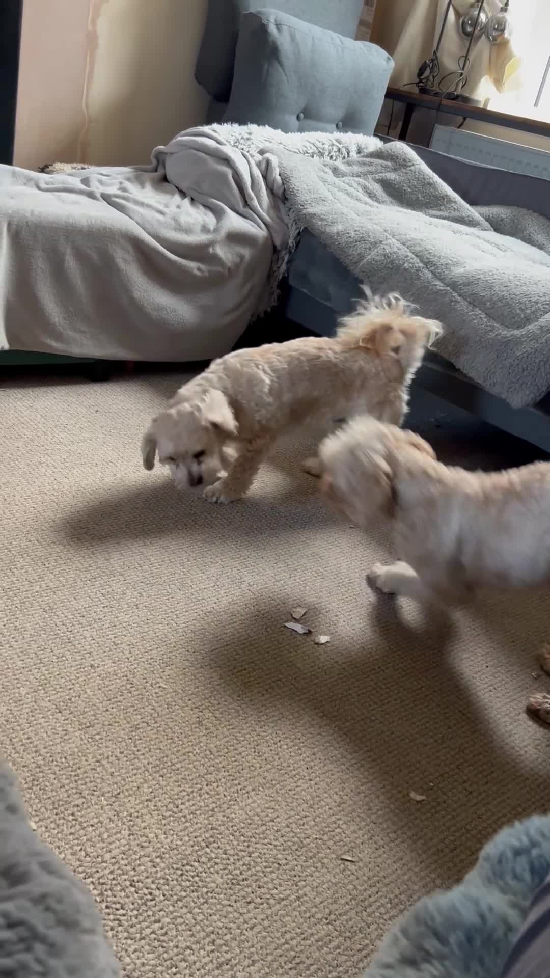 Cockapoo dogs for adoption: Benji is looking for a new home  - Video 2