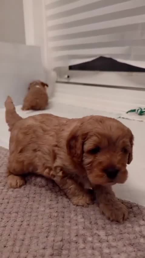 Cavapoo dogs for sale: Cavapoo Cuties in Witham - Video 1