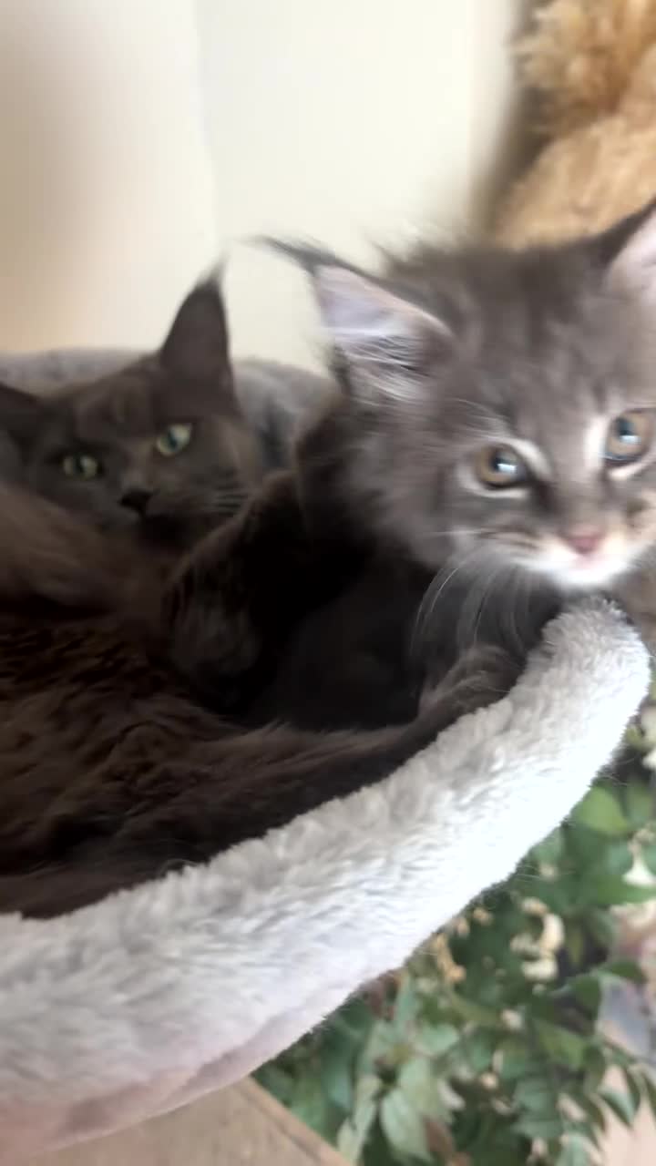Maine Coon cats for sale: 6 beautiful blue silver mainecoons  - Video 1