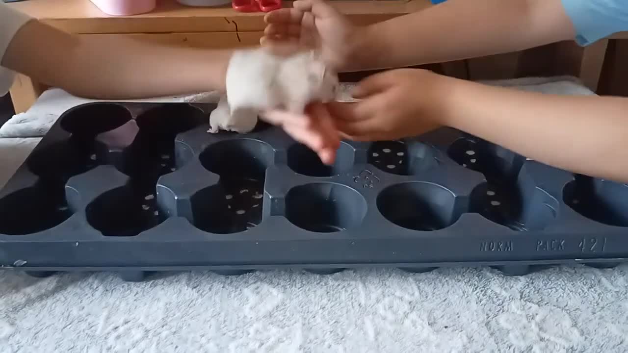 Hamster rodents for sale: 5weeks❤SYRIAN HAMSTER❤ - Video 2