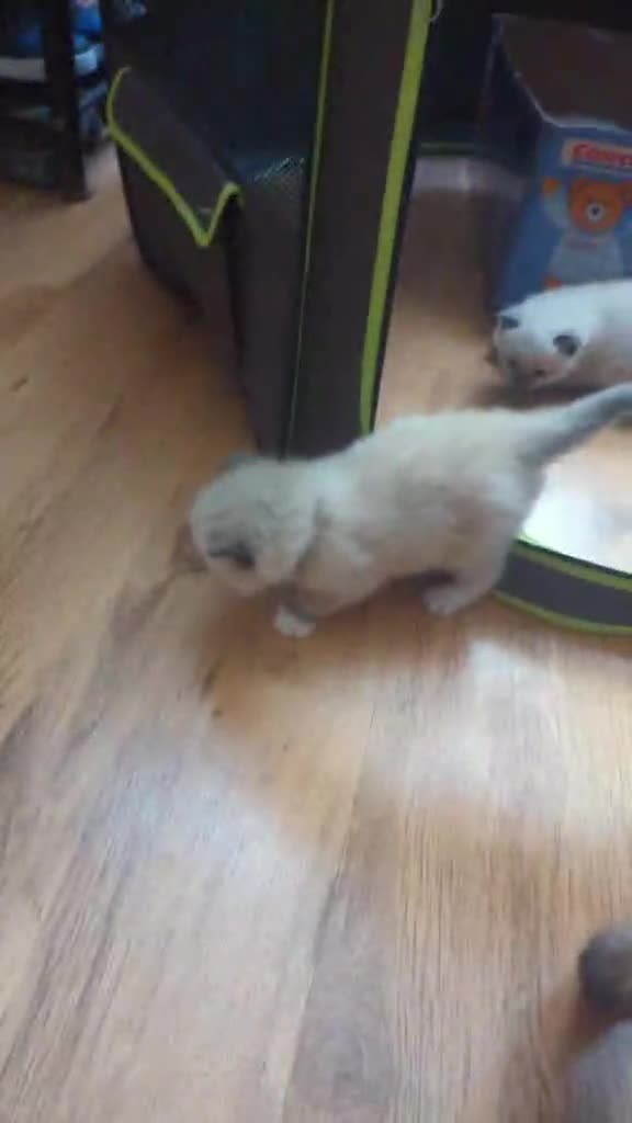Ragamese cats for sale: Beautiful ragameise kittens  - Video 1