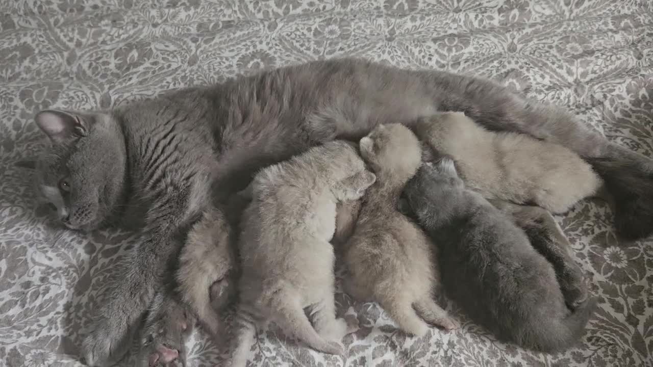 British Shorthair cats for sale:  British shorthair  - Video 1