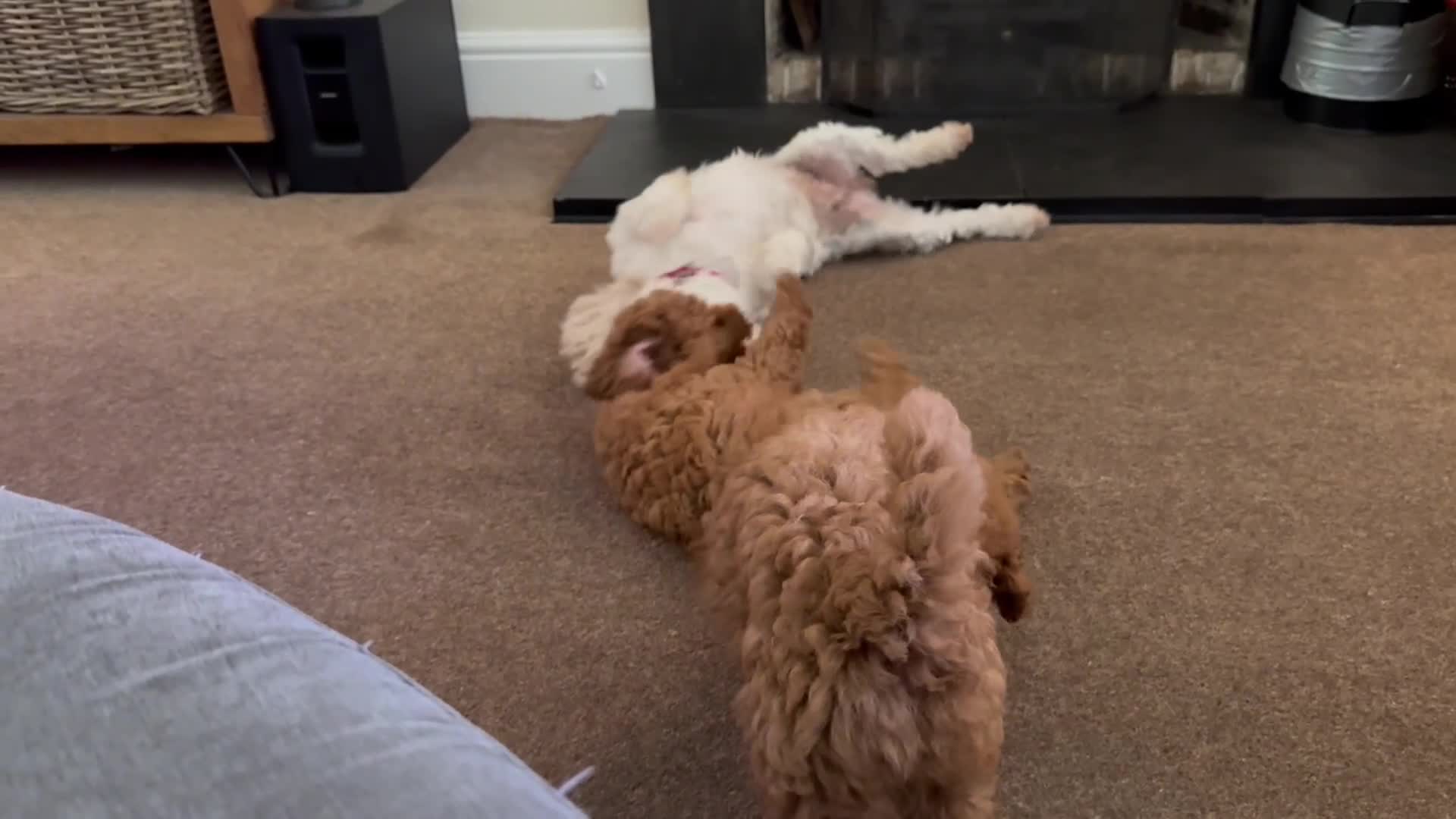 Cavapoochon dogs for sale: Gorgeous F1B Cavapoochon’s Fox Red available now. - Video 4