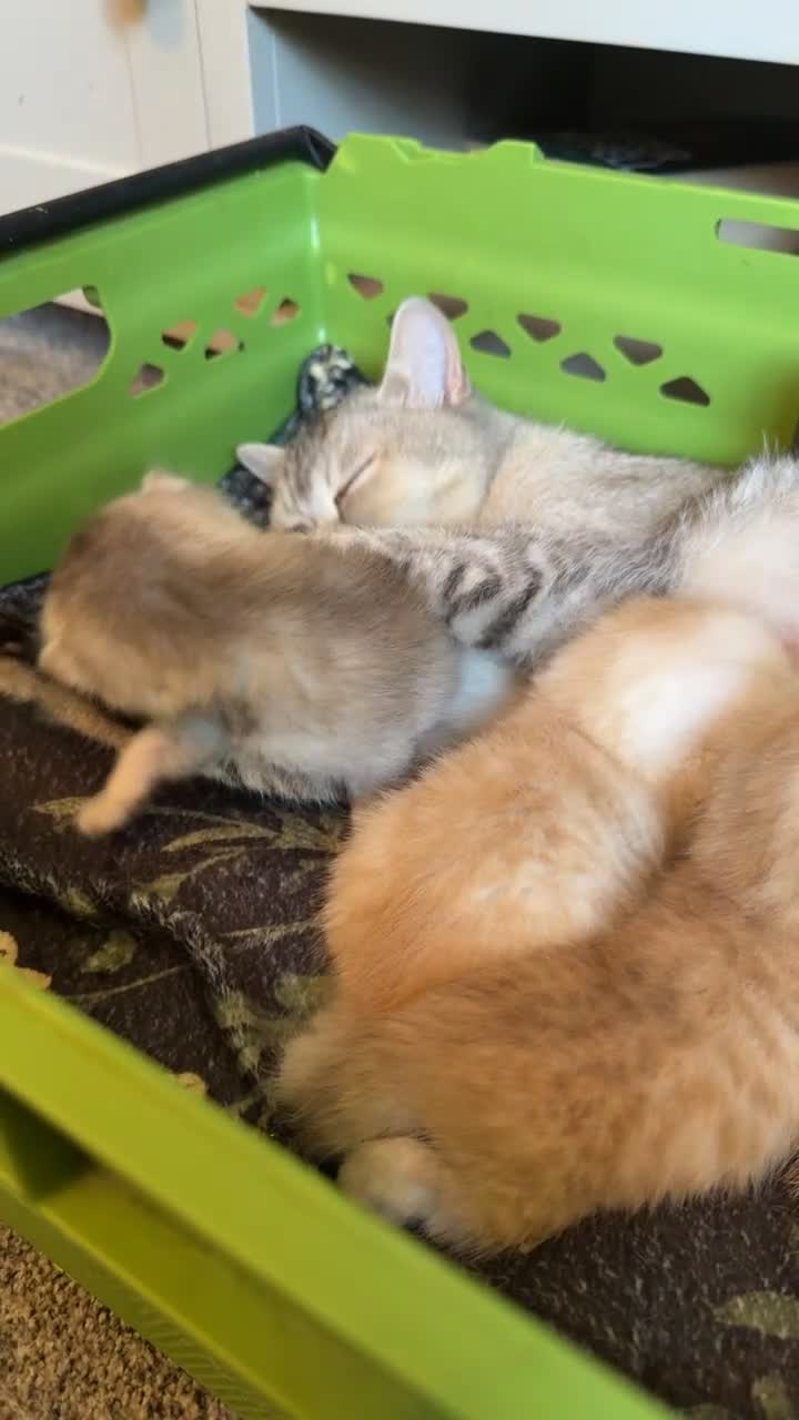 British Shorthair cats for sale: 🐾 BSH babies 🐾 - Video 4