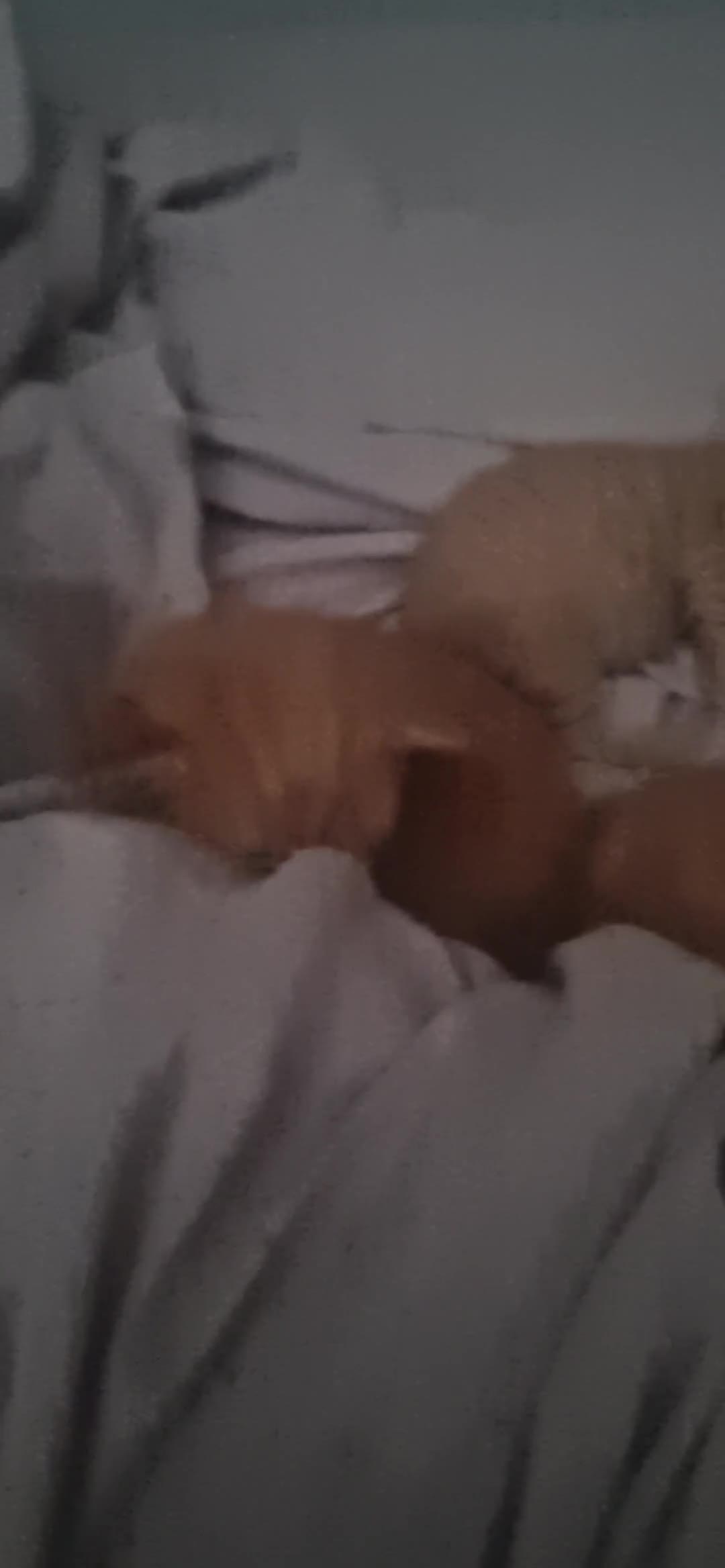 Mixed Breed cats for sale:  X5 Ginger kittens for sale - Video 1