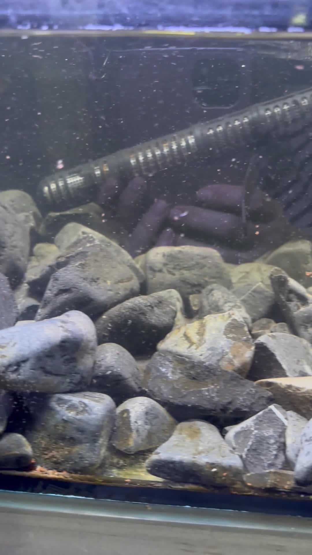 Turtle reptiles for sale: 2 turtles with tank - Video 1