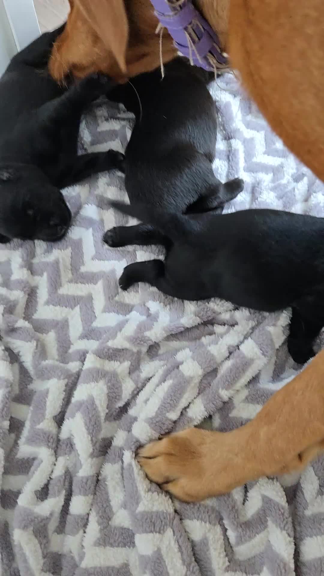 Labrador Retriever dogs for sale: Black labrador puppies  - Video 1