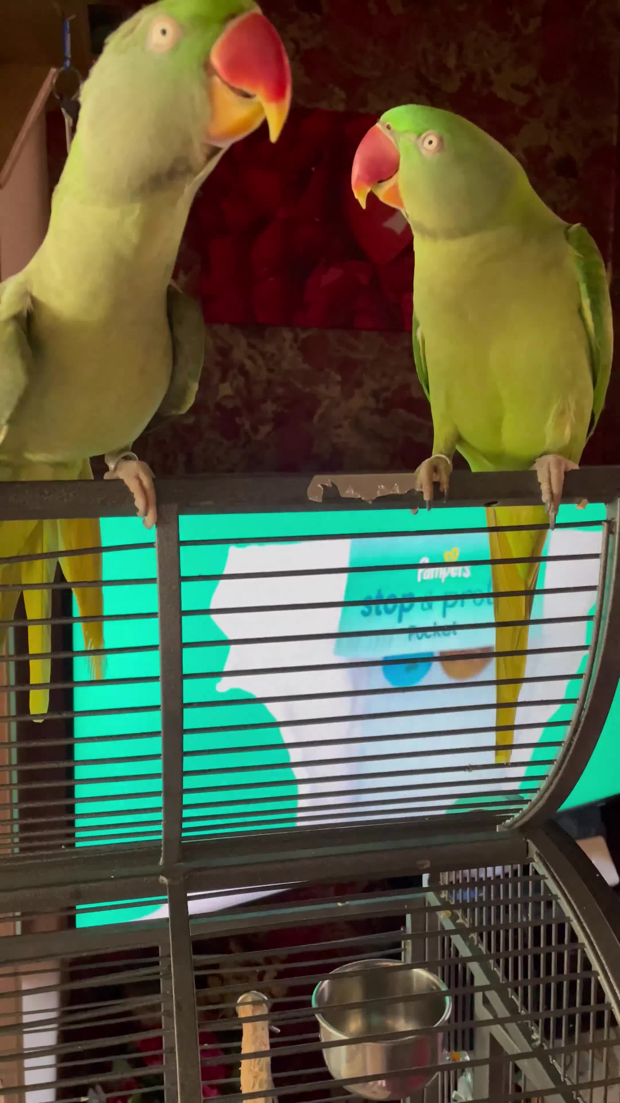 Parrots birds for sale: 2 Alexanderine parrots - Video 1
