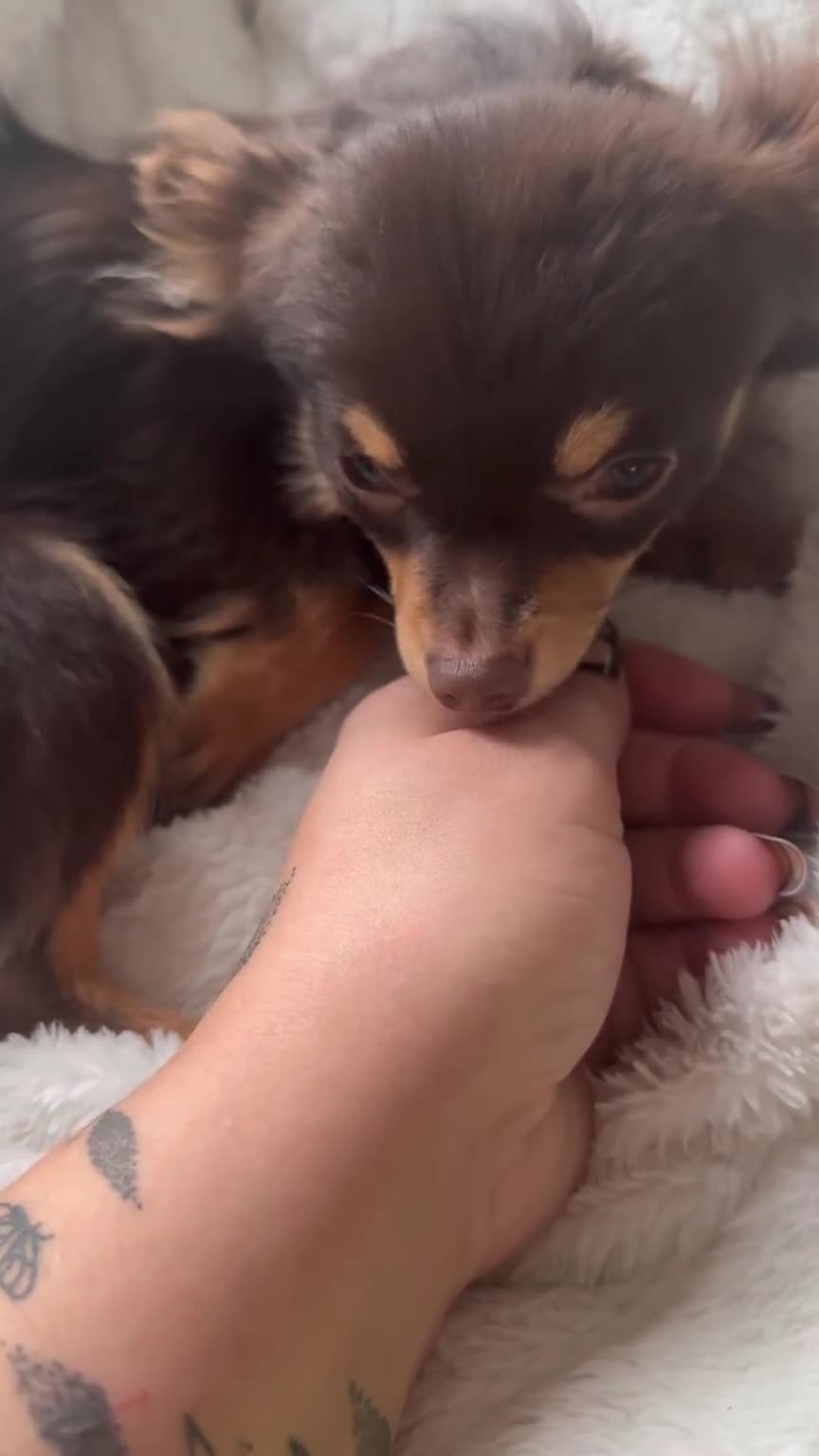 Chihuahua dogs for sale: Cuddly boy - Video 1
