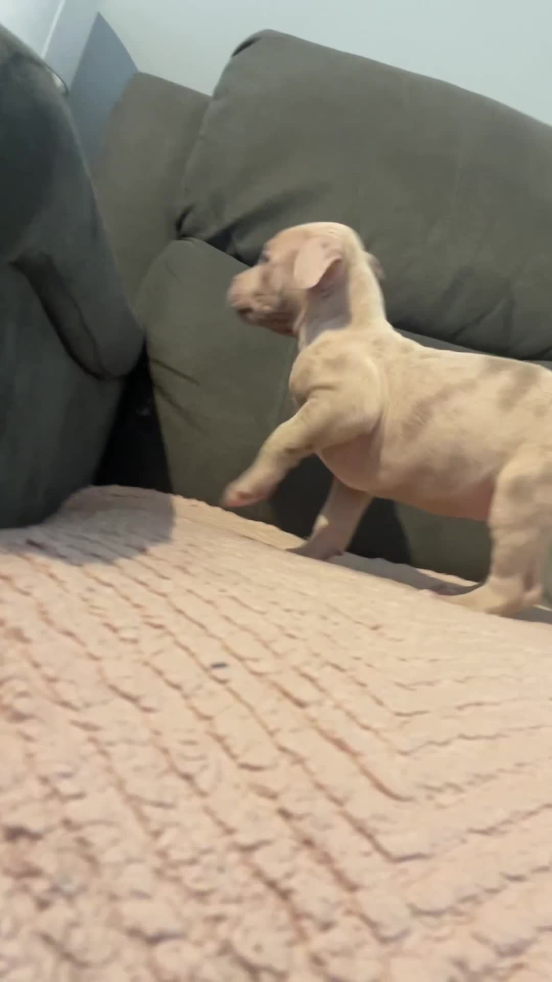 Staffordshire Bull Terrier dogs for sale: LAST GIRL REMAINING Staffy Pups 🐶 - Video 1