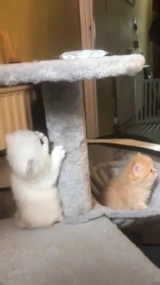 Persian cats for sale: Stunning Red Female Persian - Video 2